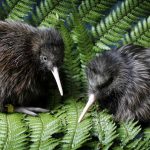 उड्न नसक्ने बिस्वासि